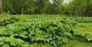 Инвазивный борщевик угрожает уникальной экосистеме Камчатки