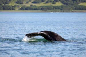 Популяция серых китов на Камчатке показывает признаки восстановления