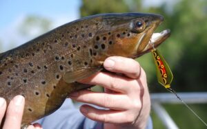 Камчатка рискует остаться без рыбы из-за неконтролируемого туризма