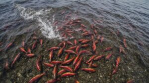 Реки Камчатки окрасились в багряный цвет из-за нереста нерки