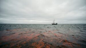 Урок Камчатки: в РФ создадут систему мониторинга &laquo;красных приливов&raquo;