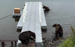 На Камчатке зафиксирован уникальный случай дружбы трех медведиц