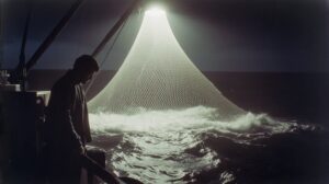 Куда ушла сардина: уловы иваси в России рухнули до рекордного минимума