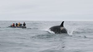 Спасти Фродо: операция по освобождению косатки на Камчатке не удалась