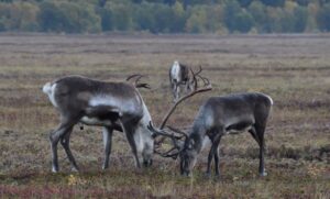 Пир во время пеплопада: животные Камчатки не боятся извержения вулкана