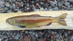 Тайна лососей Кроноцкого озера: ученые начали новое исследование