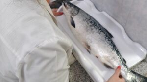 Камчатский кижуч оказался заражен опасными для здоровья паразитами