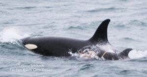 На Камчатке спасают косатку Фродо: шансы на успех тают с каждым днем