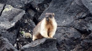 Численность сурков у вулкана Крашенинникова продолжает снижаться