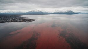 В мидиях из Авачинской губы на Камчатке нашли нейропаралитический яд