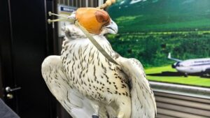 Камчатка отправила в Катар партию краснокнижных соколов