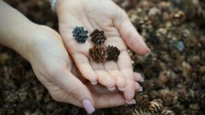 На Камчатке собрали 30 кг семян для будущих лесов полуострова