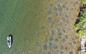 Ученые на Камчатке изучают нерест нерки с помощью беспилотников