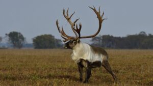 Последнее стадо: как на Камчатке сохраняют диких северных оленей