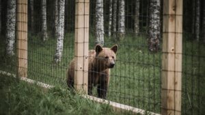 На Камчатке создадут центр реабилитации бурых медведей