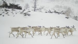 Дикие северные олени Камчатки начали миграцию на зимние пастбища