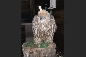 На Камчатке завершено расследование дела о вылове краснокнижных кречетов