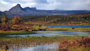 На Камчатке обнаружили популяцию рыб-каннибалов