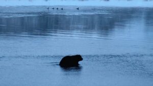 Теплая погода и лосось мешают камчатским медведям уйти в спячку