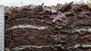 Вулканический пепел оказался безопасным для растительности Камчатки