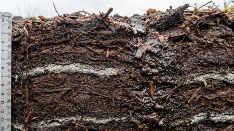 Вулканический пепел оказался безопасным для растительности Камчатки