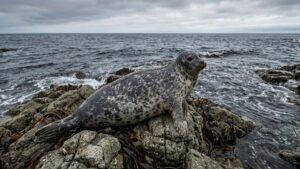 Пятнистые тюлени разрушили миф об изоляции популяций