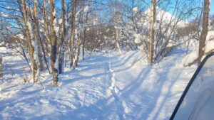 Снежная перепись: на Камчатке считают зверей по следам