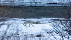 Волки вышли к океану в Кроноцком заповеднике