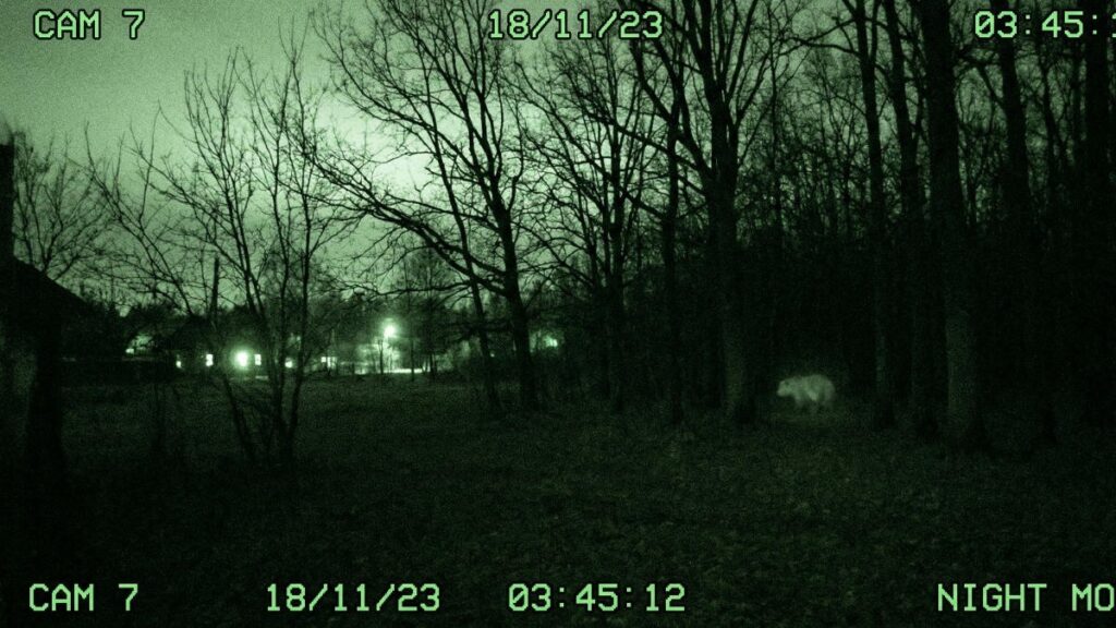 Тепловизоры против хищников: на Камчатке готовятся к отстрелу медведей