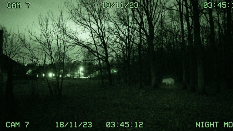 Тепловизоры против хищников: на Камчатке готовятся к отстрелу медведей