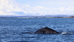Серые киты вернулись на Камчатку после зимовки в Калифорнии
