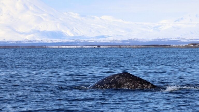 Серые киты вернулись на Камчатку после зимовки в Калифорнии
