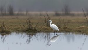 В Усть-Камчатске заметили белую цаплю: редкий для полуострова залётный вид