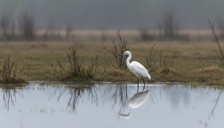 В Усть-Камчатске заметили белую цаплю: редкий для полуострова залётный вид