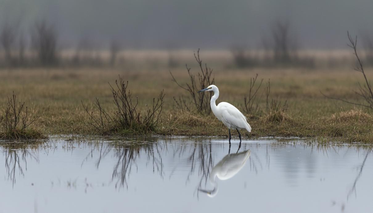 Белая цапля стоит на мелководье среди заболоченной местности на фоне редкой растительности и пасмурного неба.