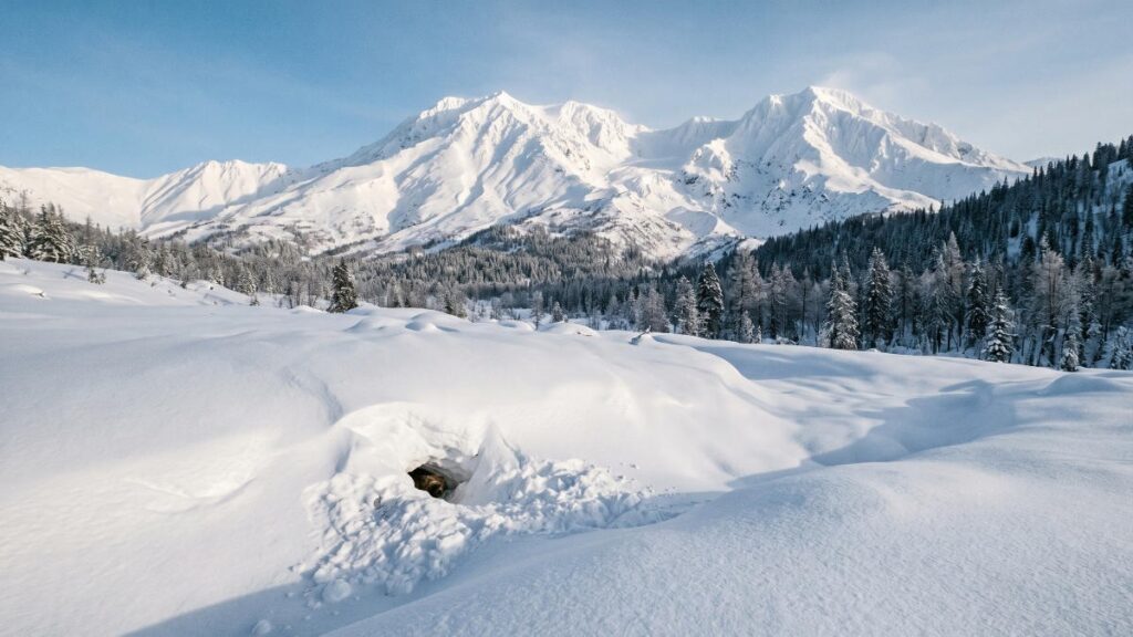 Сугробы вместо одеяла: как снег спас камчатских медведей