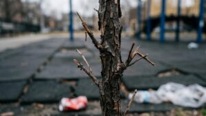 Камчатский парк за 200 млн рублей не пережил первую зиму