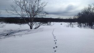 На Камчатке зафиксировали рост популяции росомахи и соболя