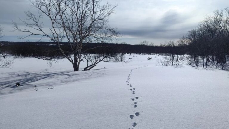 На Камчатке зафиксировали рост популяции росомахи и соболя