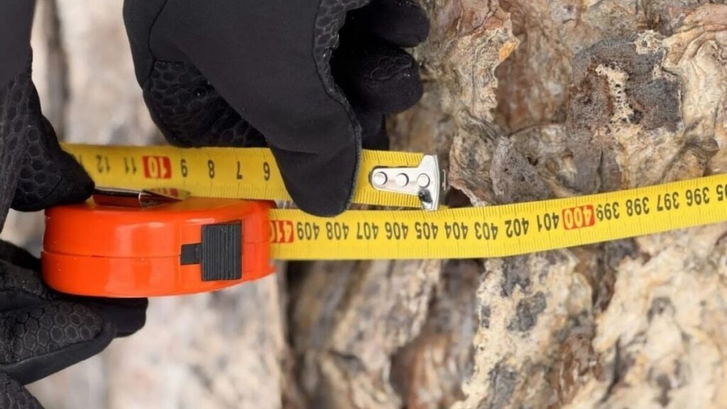 На Камчатке обнаружена берёза возрастом более семи веков