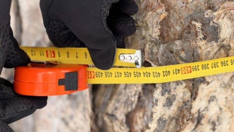 На Камчатке обнаружена берёза возрастом более семи веков