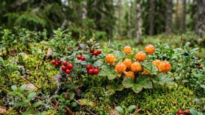 Новые правила камчатского леса: как сейчас законно собирать дикоросы