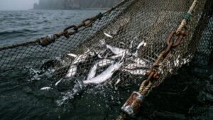 Загадки Камчатского залива: ученые фиксируют сбои в миграции рыб